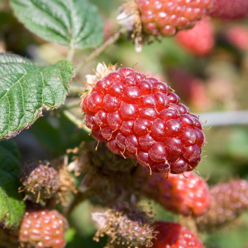 Tayberry (raspberry/blackberry cross) BIO