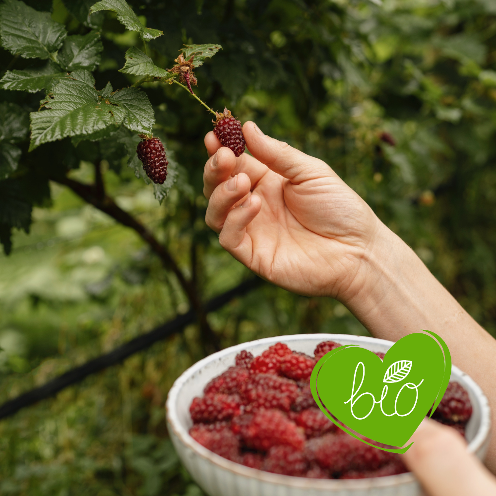 Tayberry BIO