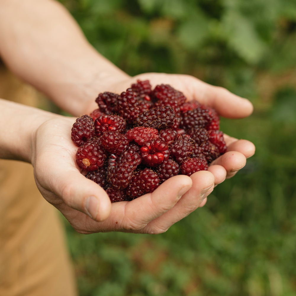 Tayberry 'Buckingham Thornless' - Doornloos