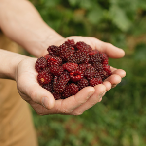 Tayberry 'Buckingham Thornless' - Doornloos