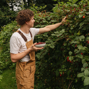 Tayberry 'Buckingham Thornless' - Doornloos