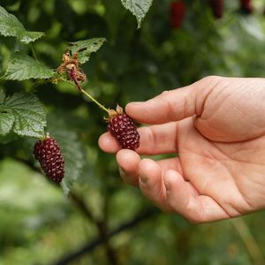 Tayberry 'Buckingham Thornless' - Doornloos