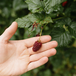Tayberry 'Buckingham Thornless' - Doornloos