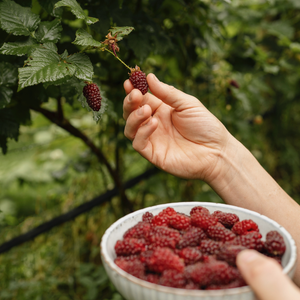 Tayberry 'Buckingham Thornless' - Doornloos