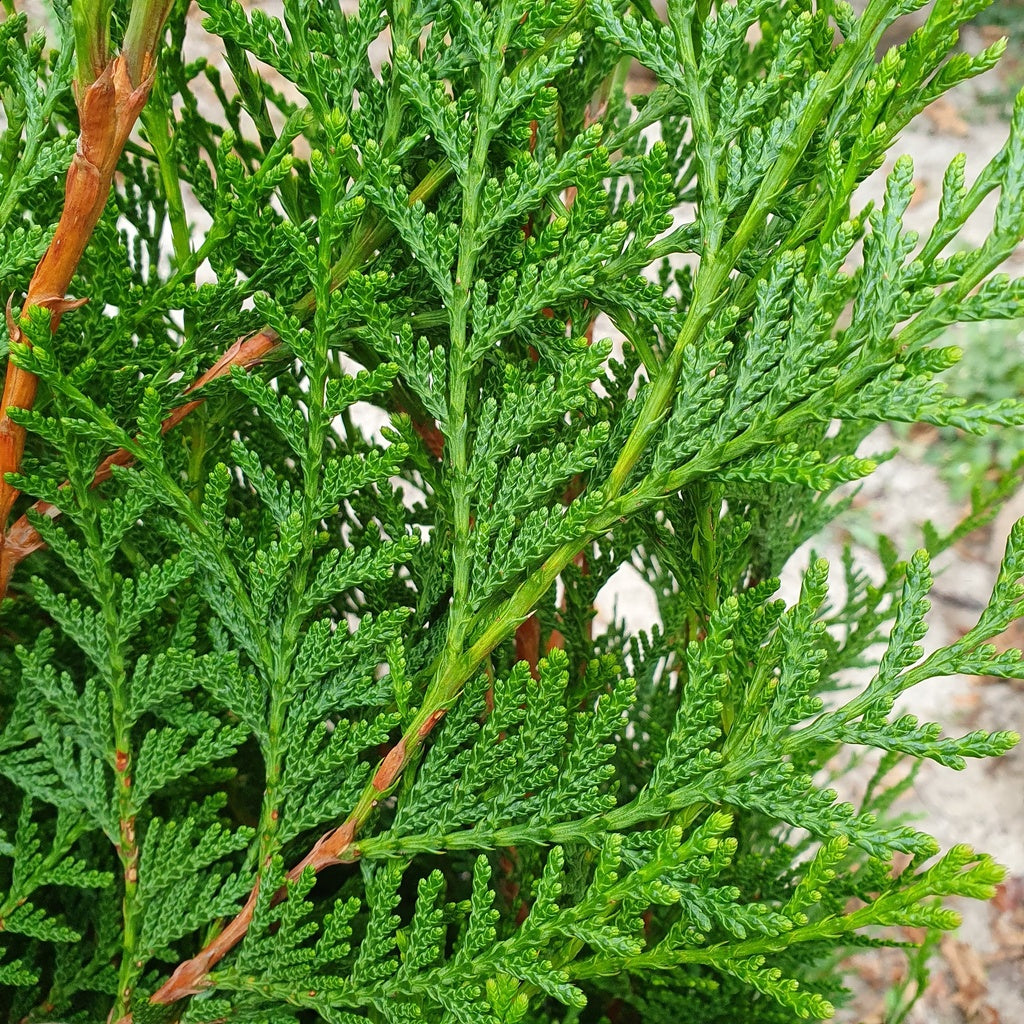 Riesiger Lebensbaum (Thuja plicata 'Atrovirens') - im 3L-Topf - 50/60 cm