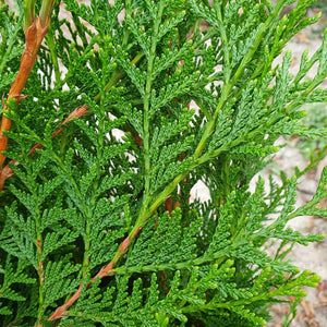 Reuzenlevensboom (Thuja plicata 'Atrovirens') - in 3L pot - 50/60 cm