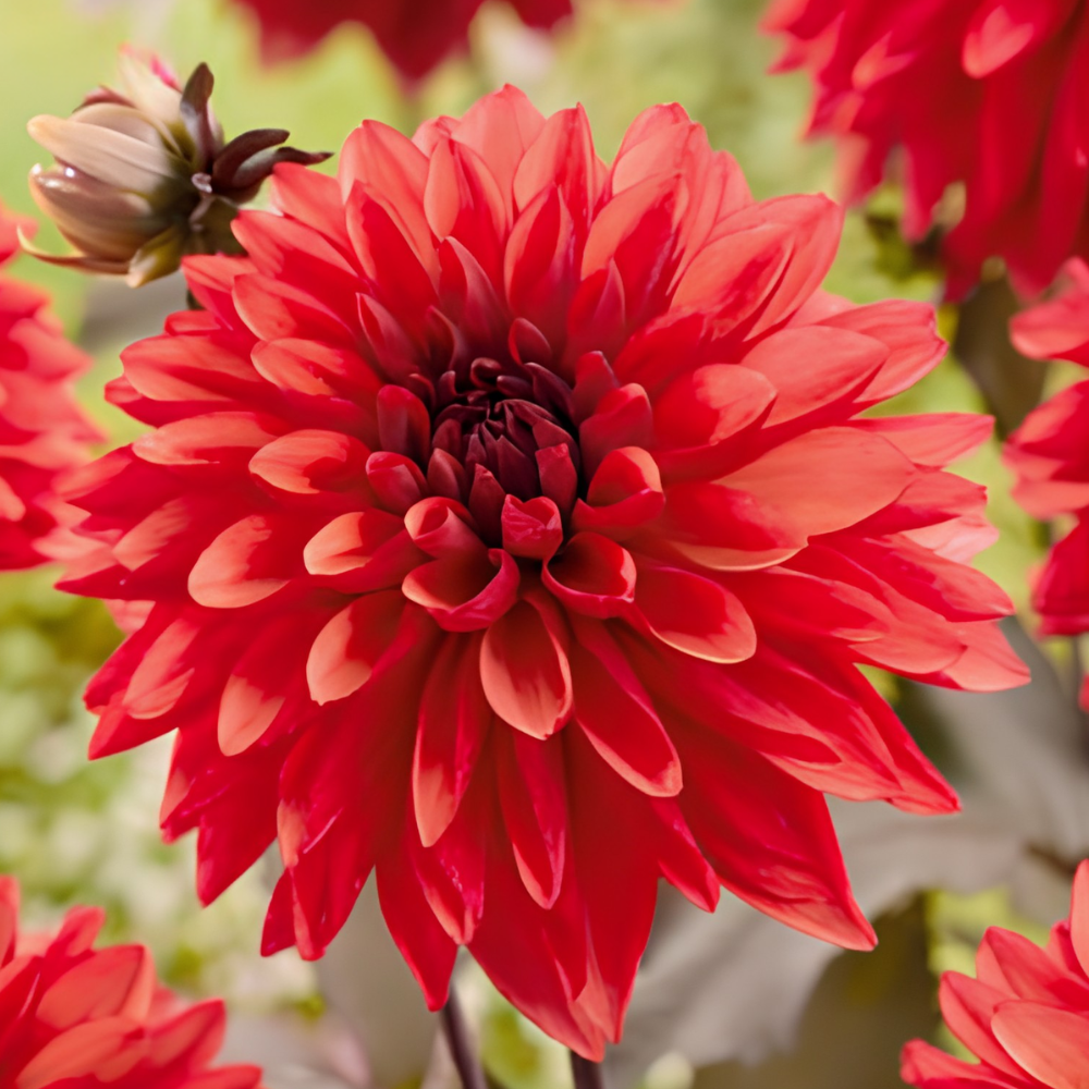 Dahlia 'Tiramisu'