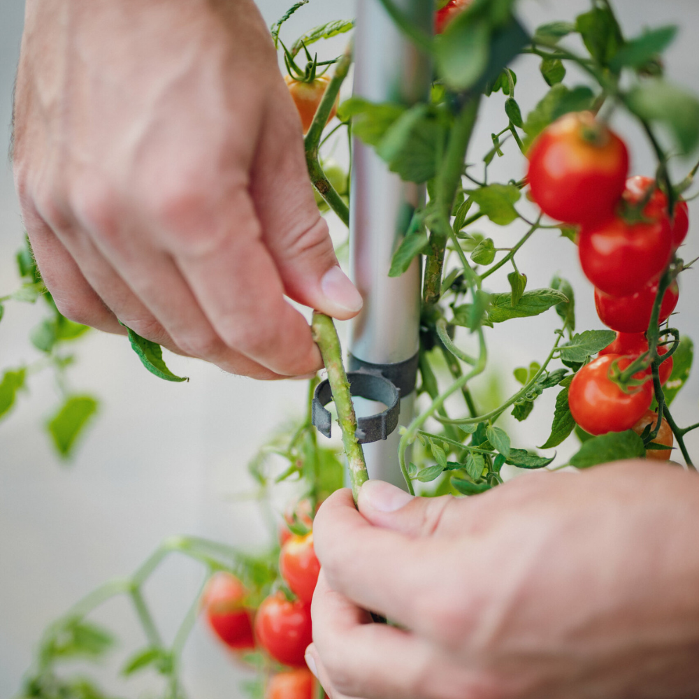 Tom TOMATO – Tomato Buddy – stabile Kletterhilfe