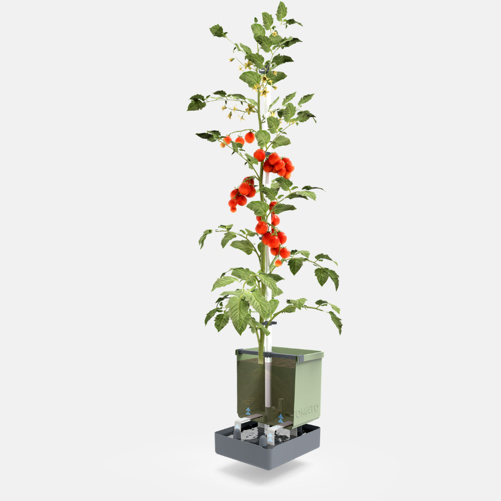 Tom Tomato - pot à tomates avec réservoir d'eau et support d'escalade