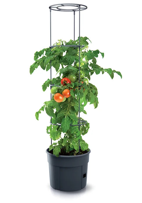 Anzuchttopf für Tomaten mit Wachstumshilfe 12 Liter (Menge wählen) 