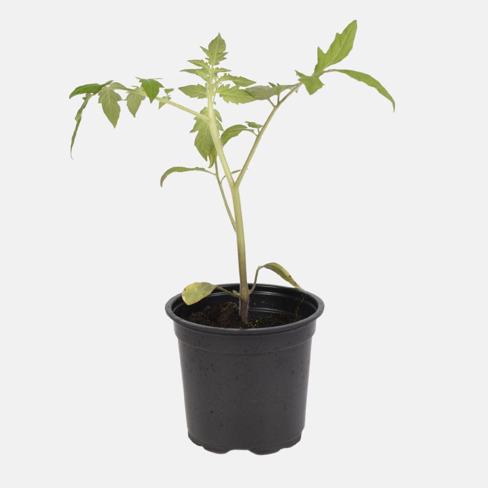 Trostomaat plant 1 stuk BIO