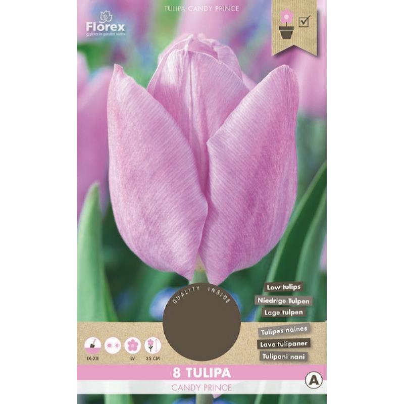 Tulipe Bonbon Prince 11/12 8 pièces