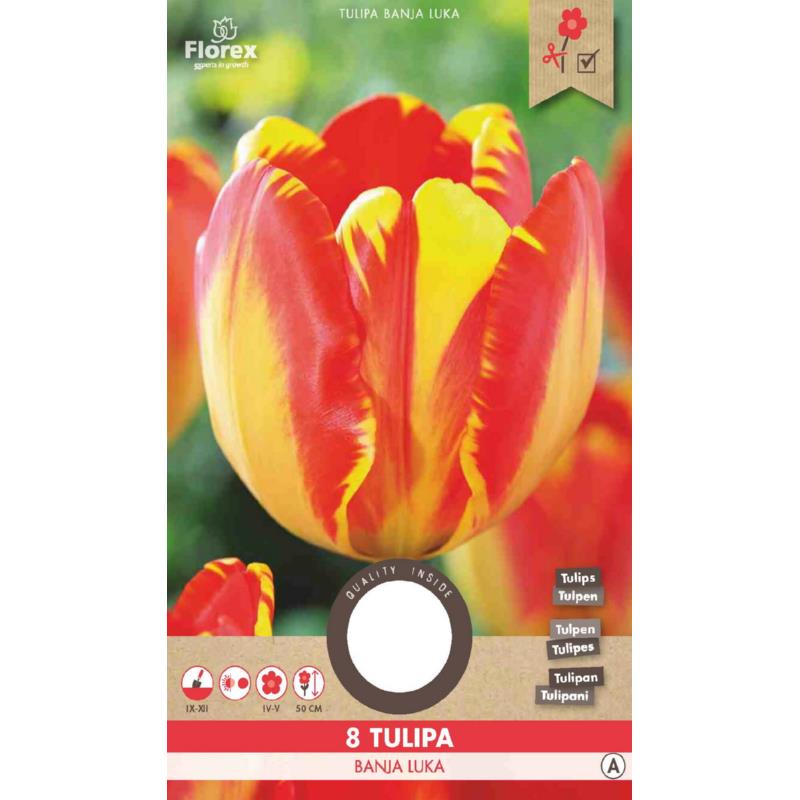 Tulpe Darwin Banja Luka - 8 Stück