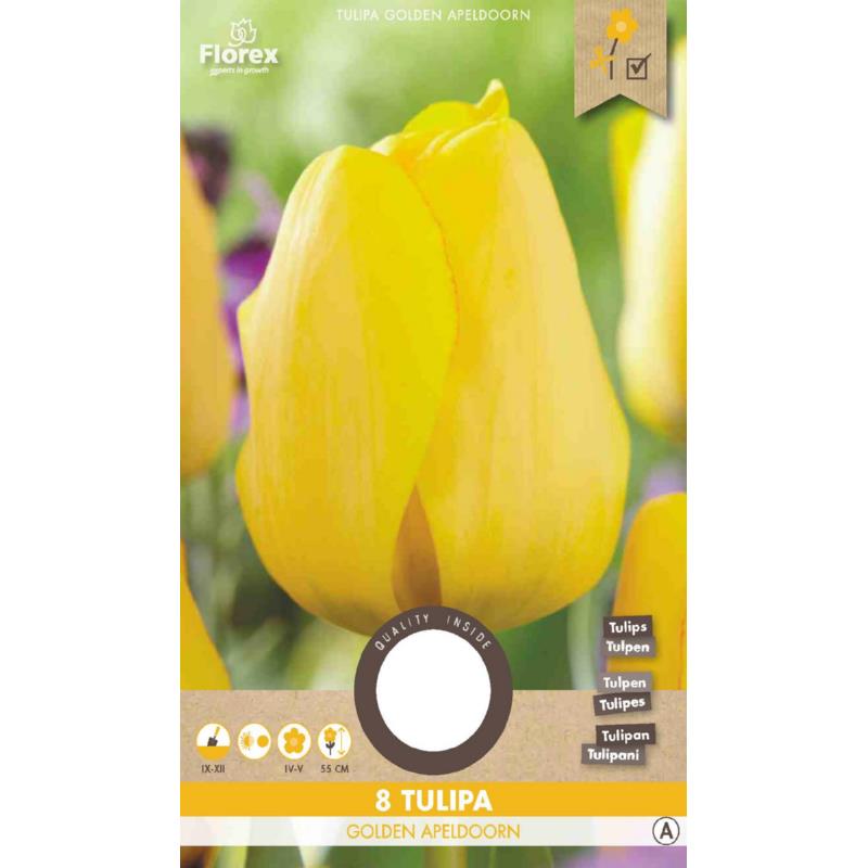 Tulipe Darwin Golden Apeldoorn 12/+ 8 pièces