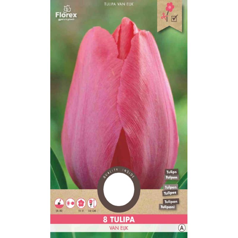 Tulp Darwin Van Eyk - 8 stuks