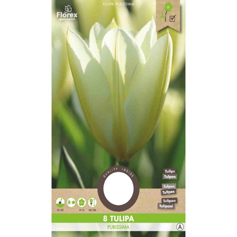 Tulipe Fosteriana Purissima 11/12 8 pièces