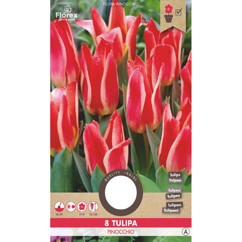 Tulpe Greigii Quebec - 8 Stück