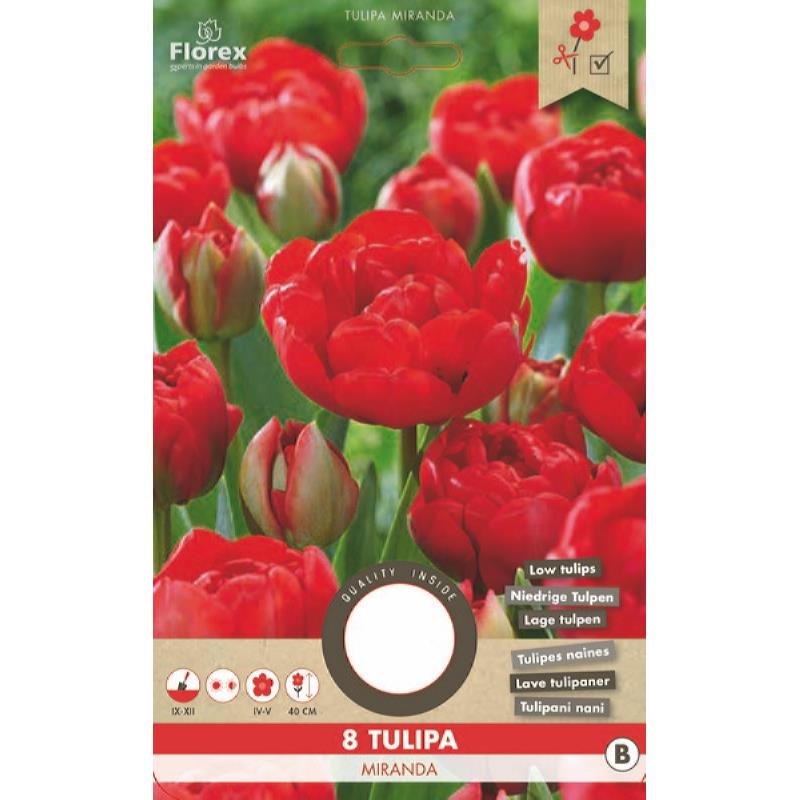 Tulipe Viking Miranda 11/12 8 pièces