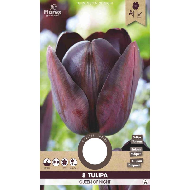 Tulp Queen of Night - 8 stuks