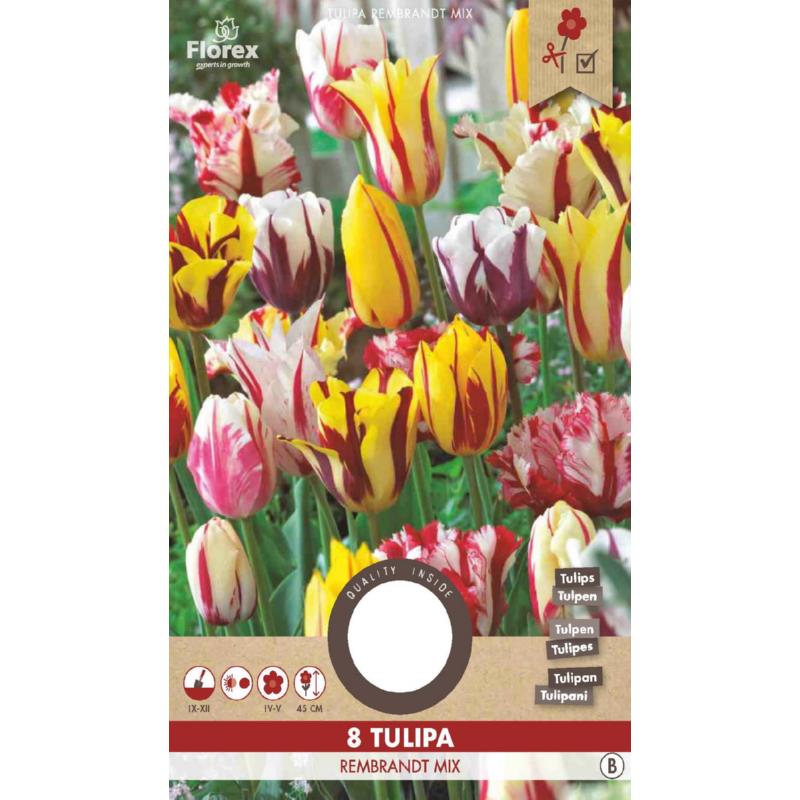 Tulipe Rembrandt Mixte 11/12 8 pièces