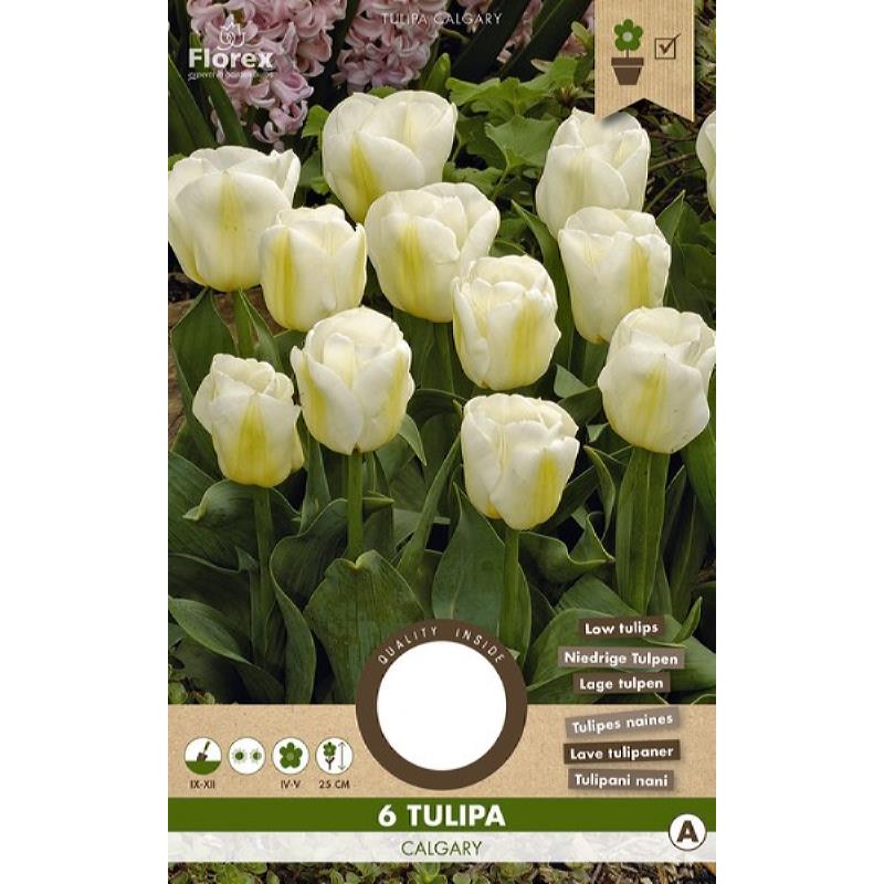 Tulpe Triumph Calgary - 6 Stück