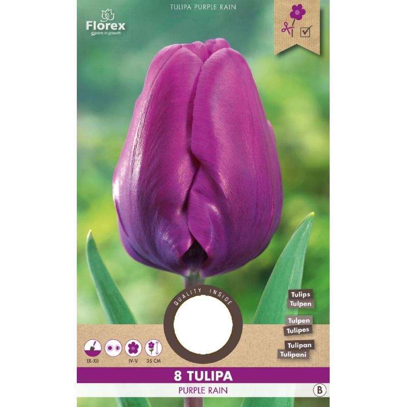 Tulp Triumph Purple Rain - 8 stuks