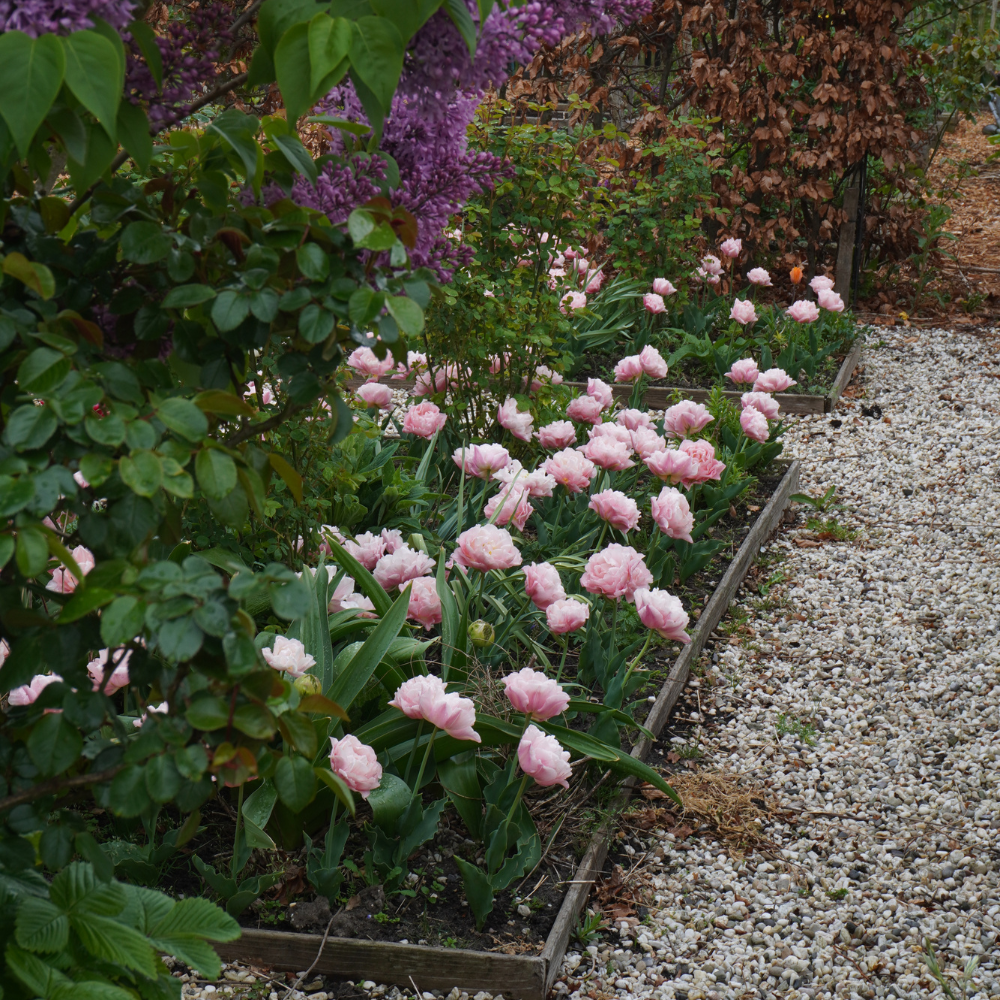Tulp 'Dreamer' BIO