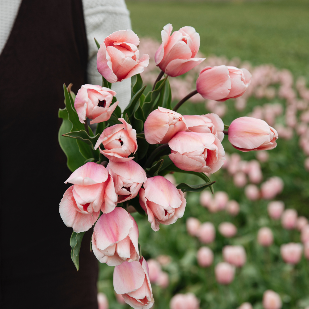 Tulp 'Roze' BIO