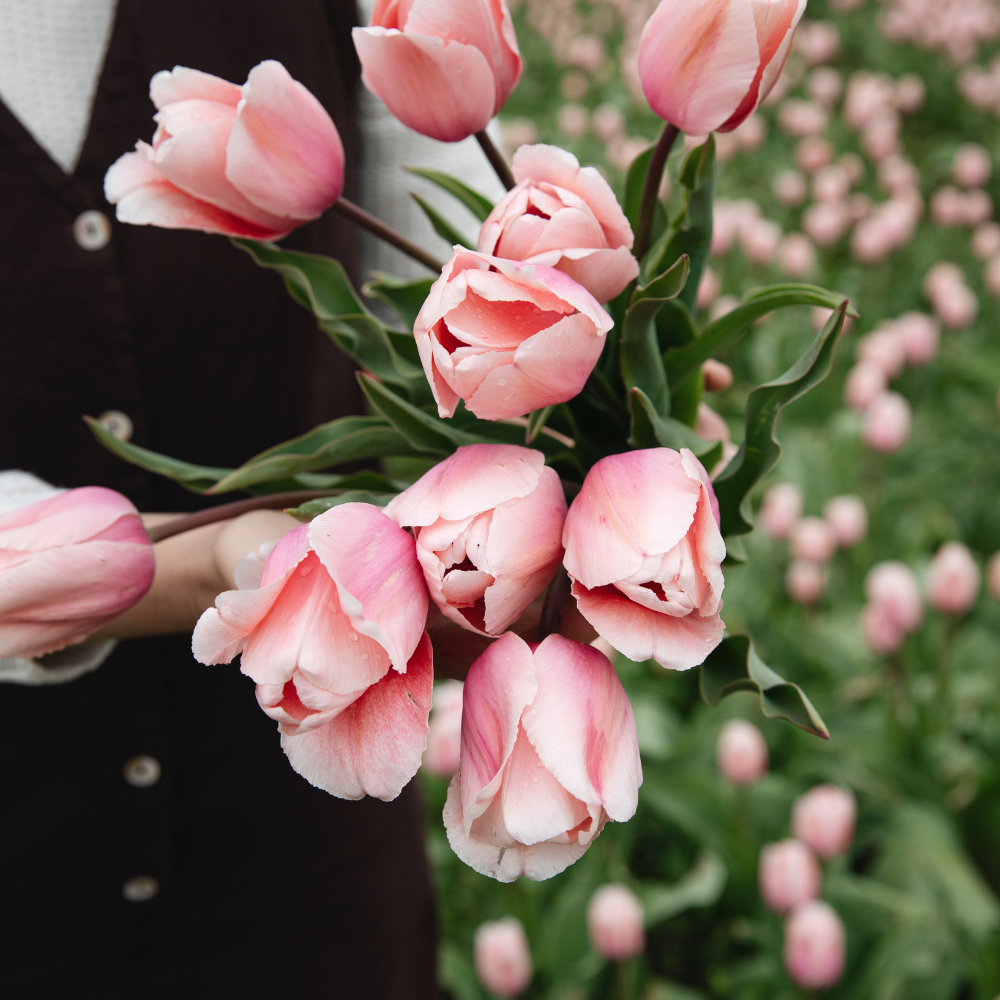 Tulp 'Roze' BIO