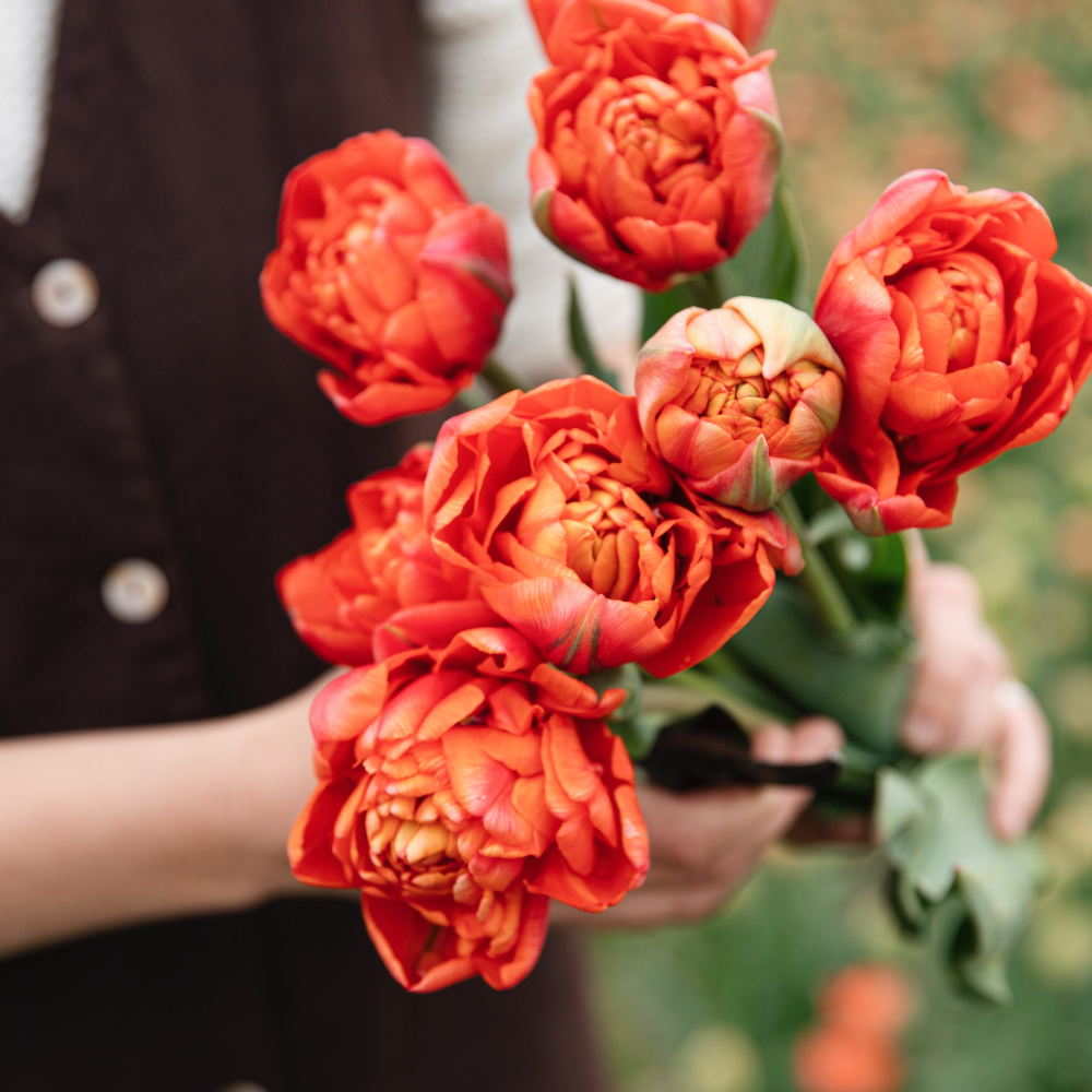 Tulp 'Andante' BIO