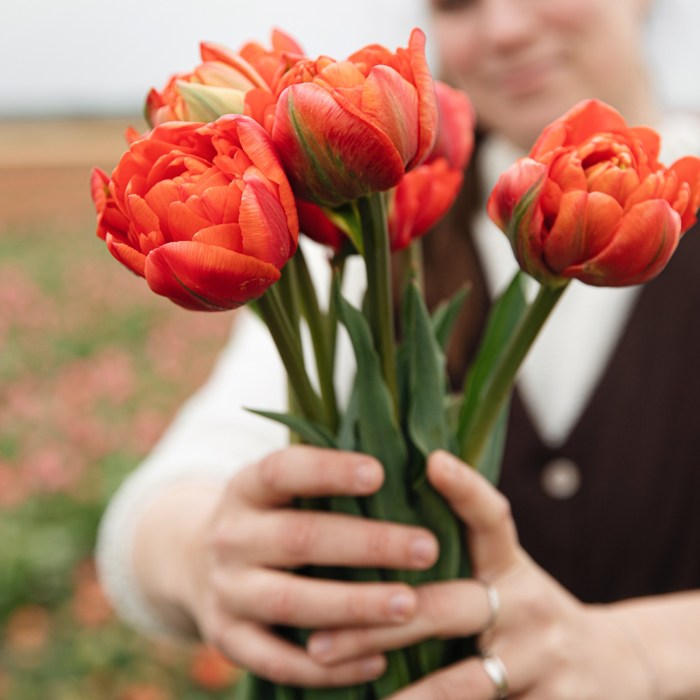 Tulp 'Andante' BIO