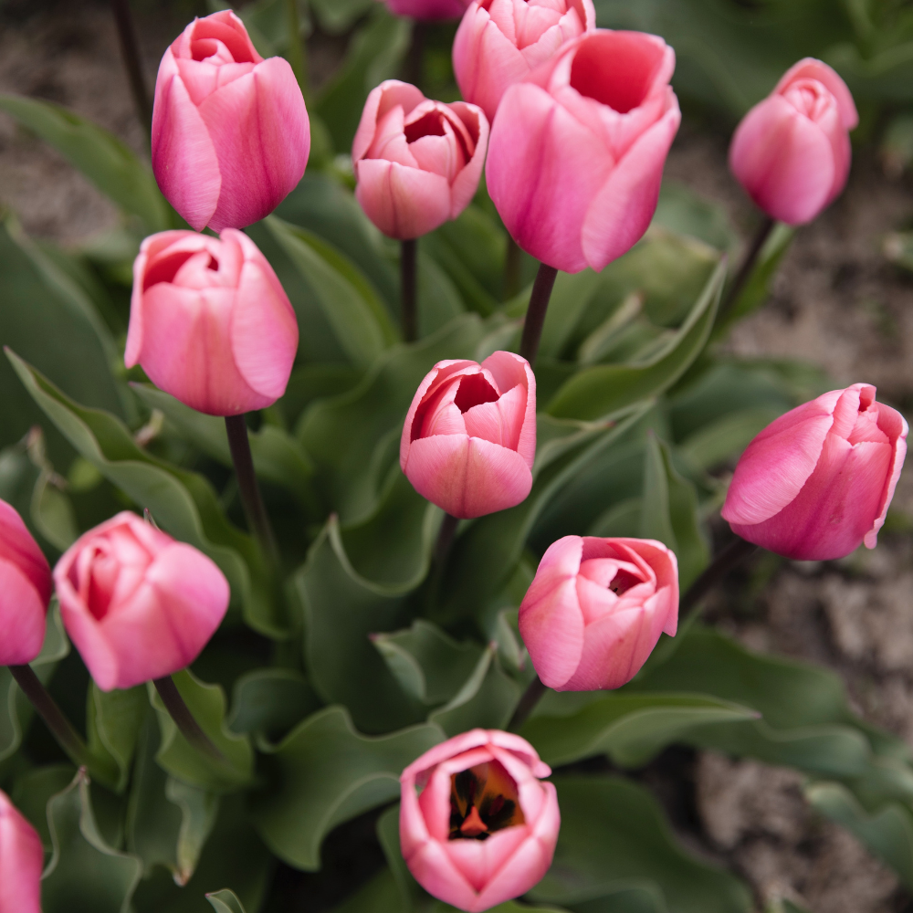 Tulp 'Big Love' BIO