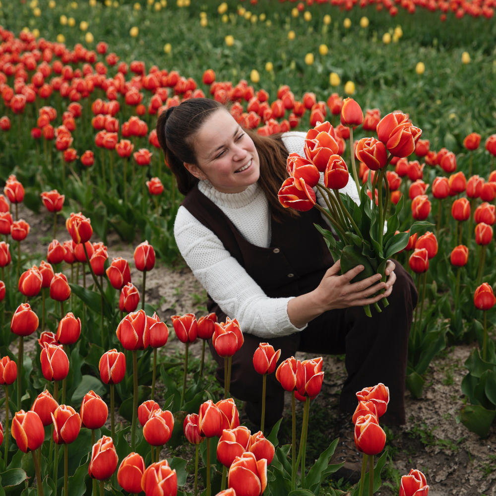Tulp 'Rood' BIO