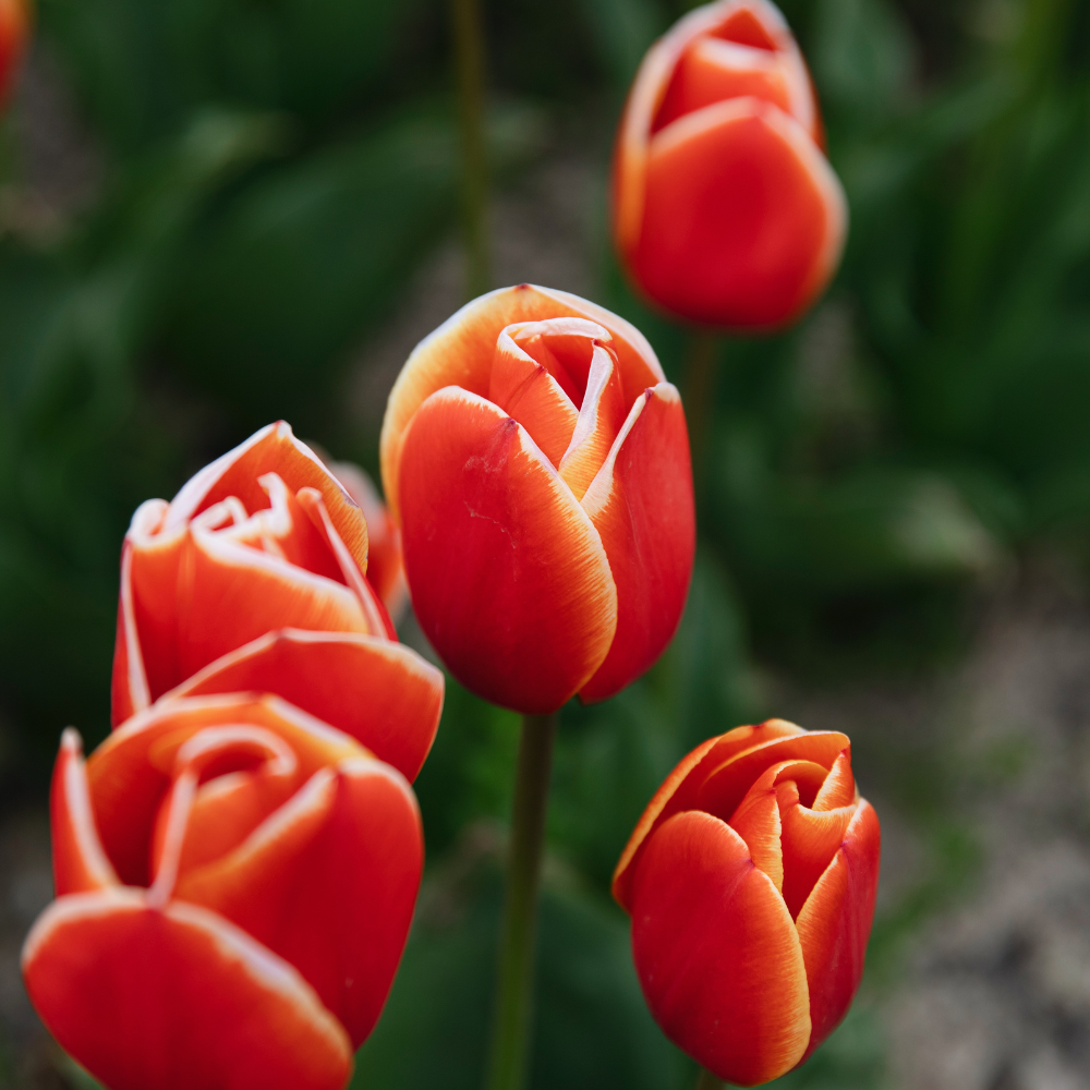 Tulp 'Rood' BIO