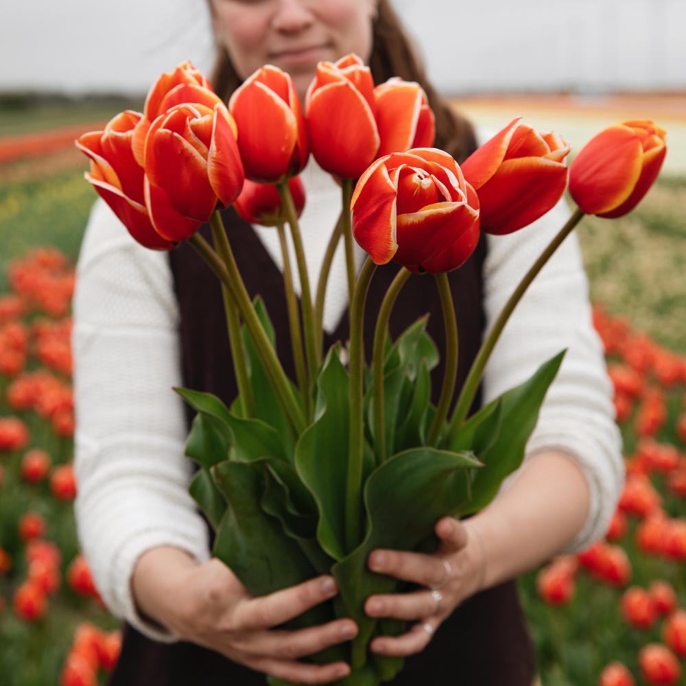Tulp 'Rood' BIO