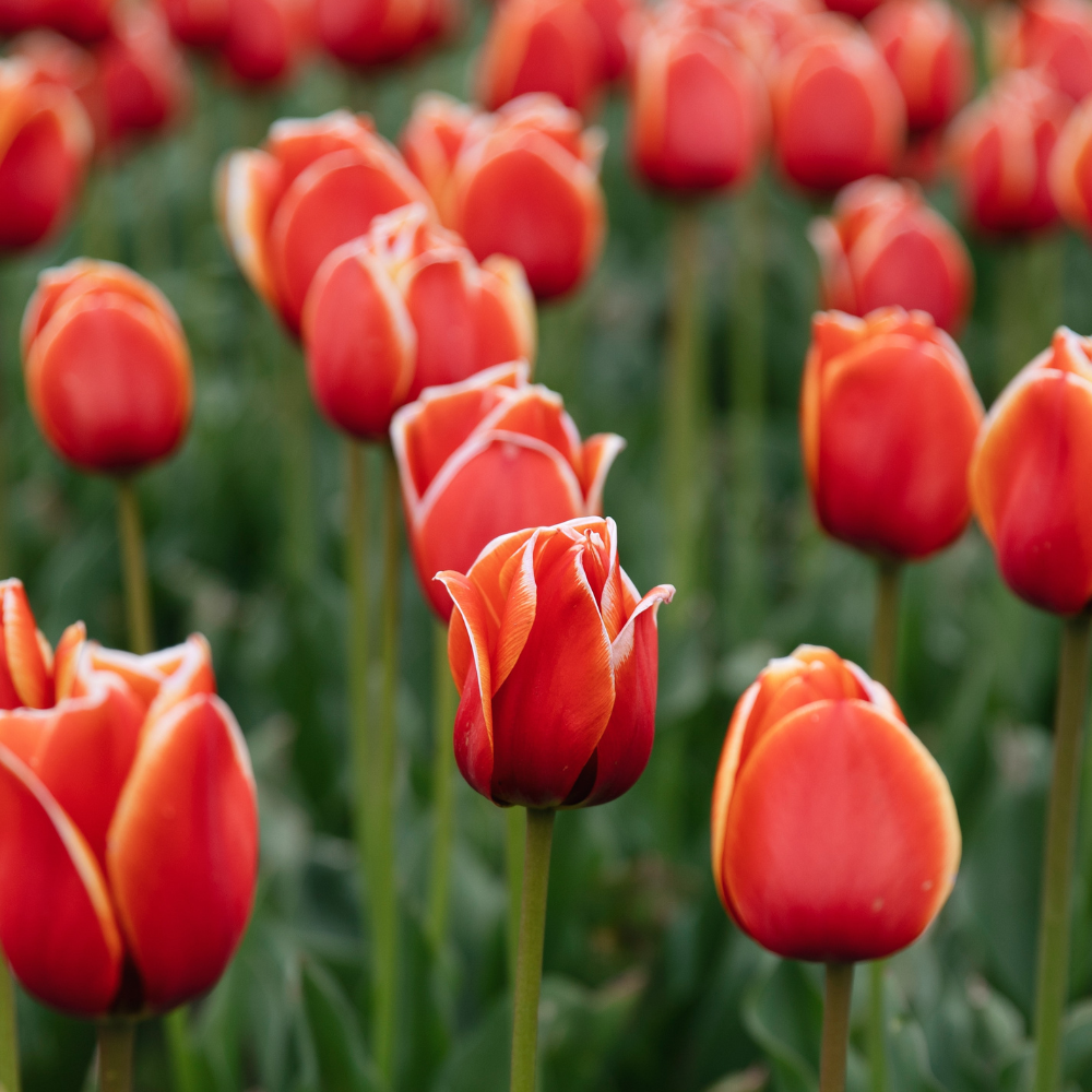 Tulp 'Rood' BIO