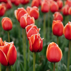 Tulp 'Rood' BIO
