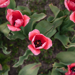 Tulp 'Design Impression' BIO