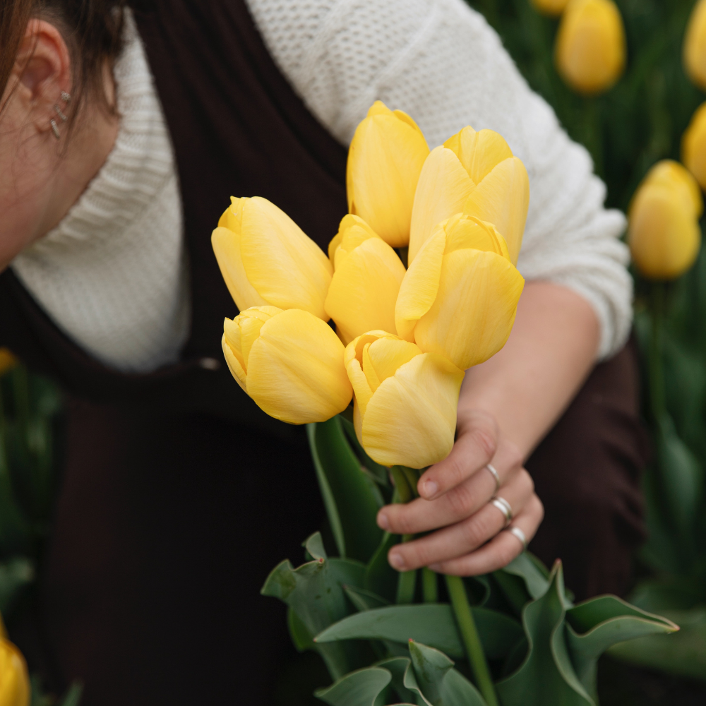 Tulp 'Novi Sun' BIO