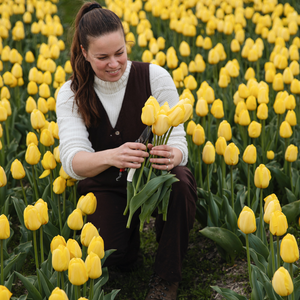 Tulp 'Novi Sun' BIO