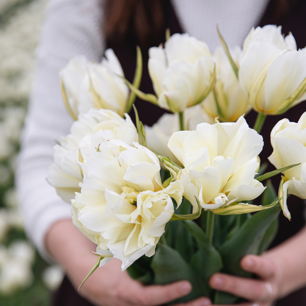 Tulp 'White Valley' BIO