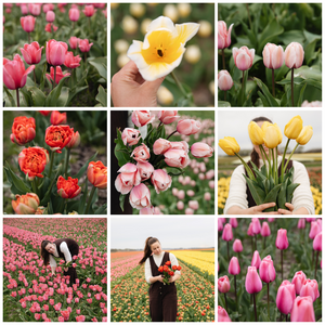 Tulpen pakket BIO