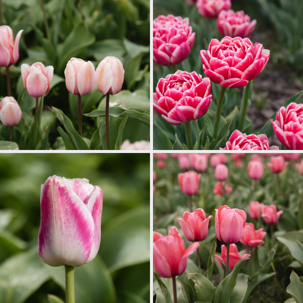 'Pink' tulip bundle, organic - 40 pieces