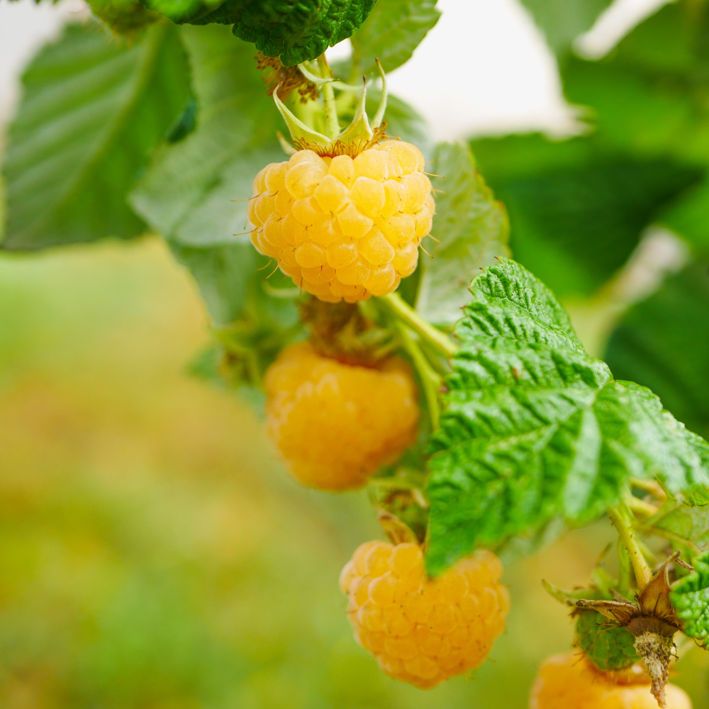 Autumn and summer raspberry 'Twotimer Sugana Red®' BIO