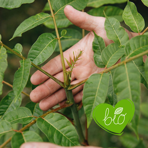 Uiensoepboom BIO