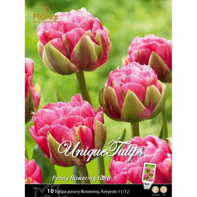 Tulp Aveyron - 10 stuks