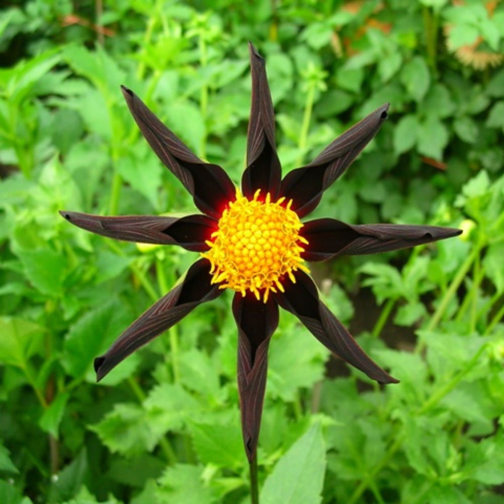 Dahlia 'Verone's obsidian'