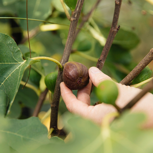 Fig tree 'Brown Turkey' BIO