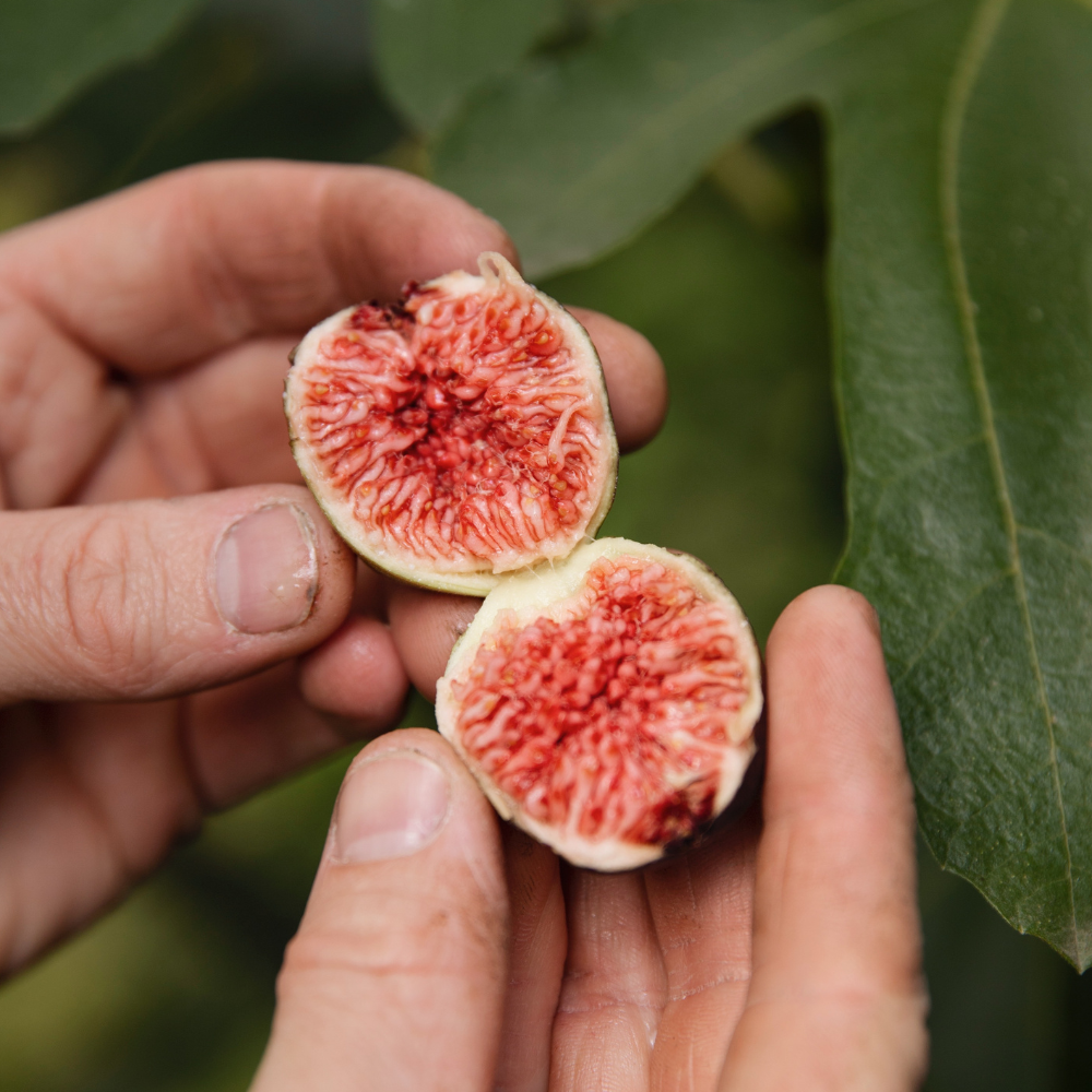 Dwergvijgenboom 'Little Miss Figgy' BIO