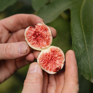 Dwergvijgenboom 'Little Miss Figgy' BIO